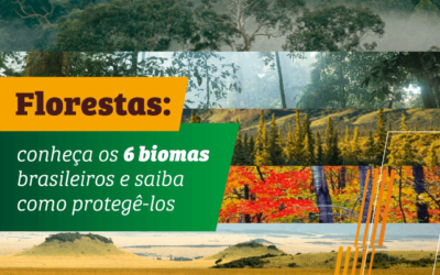 Florestas: conheça os 6 biomas brasileiros e saiba como protegê-los